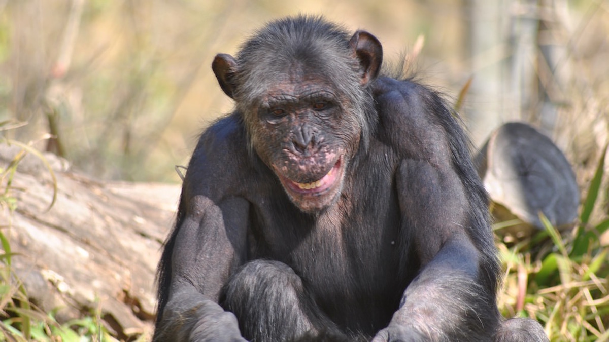 Les chimpanzés du parc national de Taï en voie de disparition à cause d'une forme nouvelle d'Anthrax ©Flickr Afrika Force