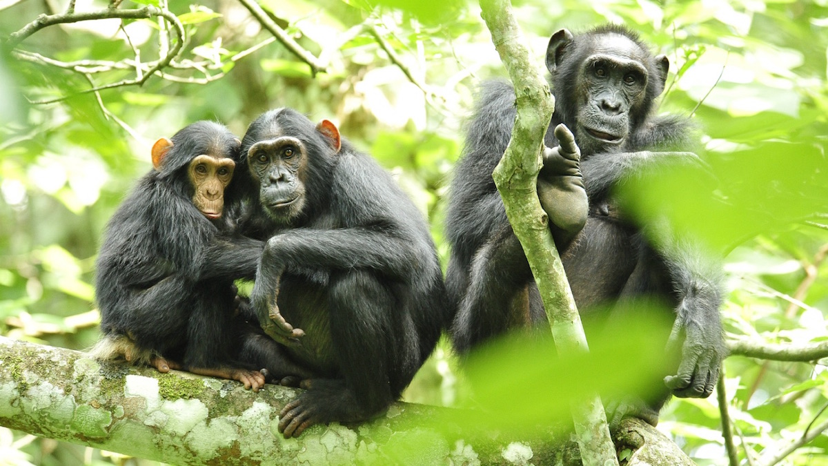 Des chimpanzés de la forêt Budongo en Ouganda ©Wikipédia