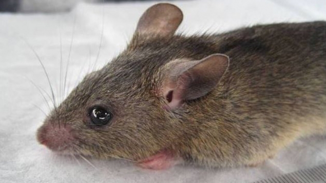 Les rats pluri mammaire, Mastomys natalensis, sont les principaux vecteurs de la fièvre de Lassa, virus contre lequel il n'y a pas encore de traitement efficace ©Wikipedia