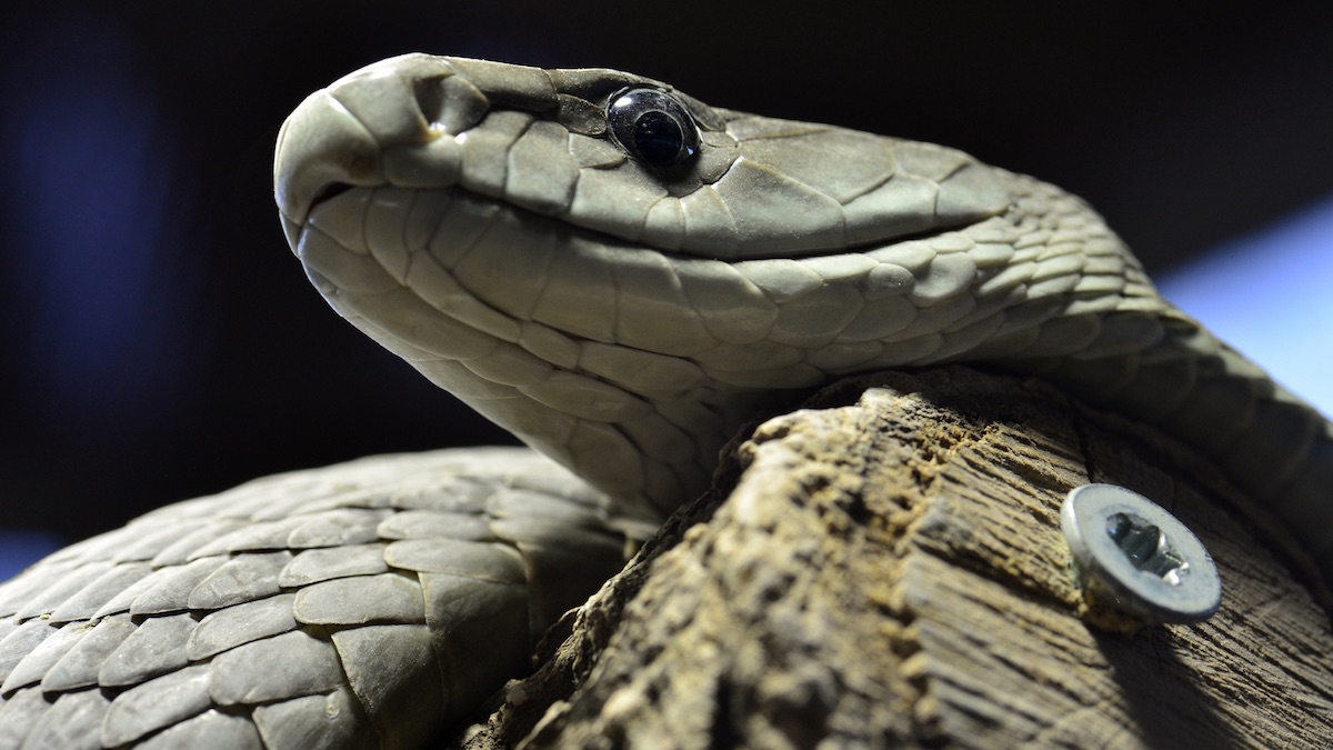 Les Mambas Noirs font partie des serpents les plus dangereux d'Afrique Subasharienne. Une morsure peut causer la mort en moins de deux heures. ©Herman Pijpers CC BY