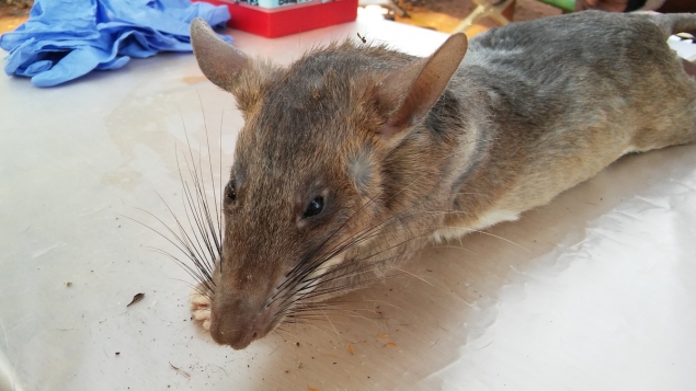 This rodent has been trapped by an investigation team of the arboviruses laboratory ©Institut Pasteur de Bangui