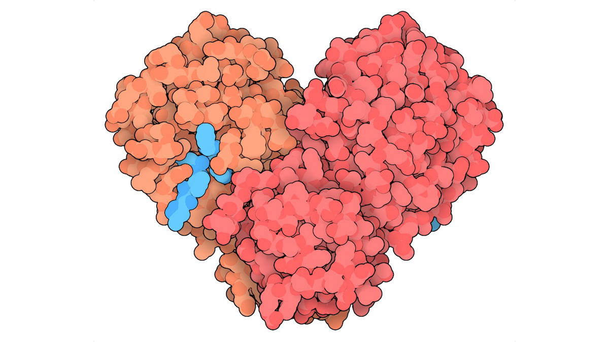 La principale protéase du coronavirus SRAS-CoV-2 (2019-nCoV), avec un inhibiteur en turquoise. Source : https://pdb101.rcsb.org/motm/242